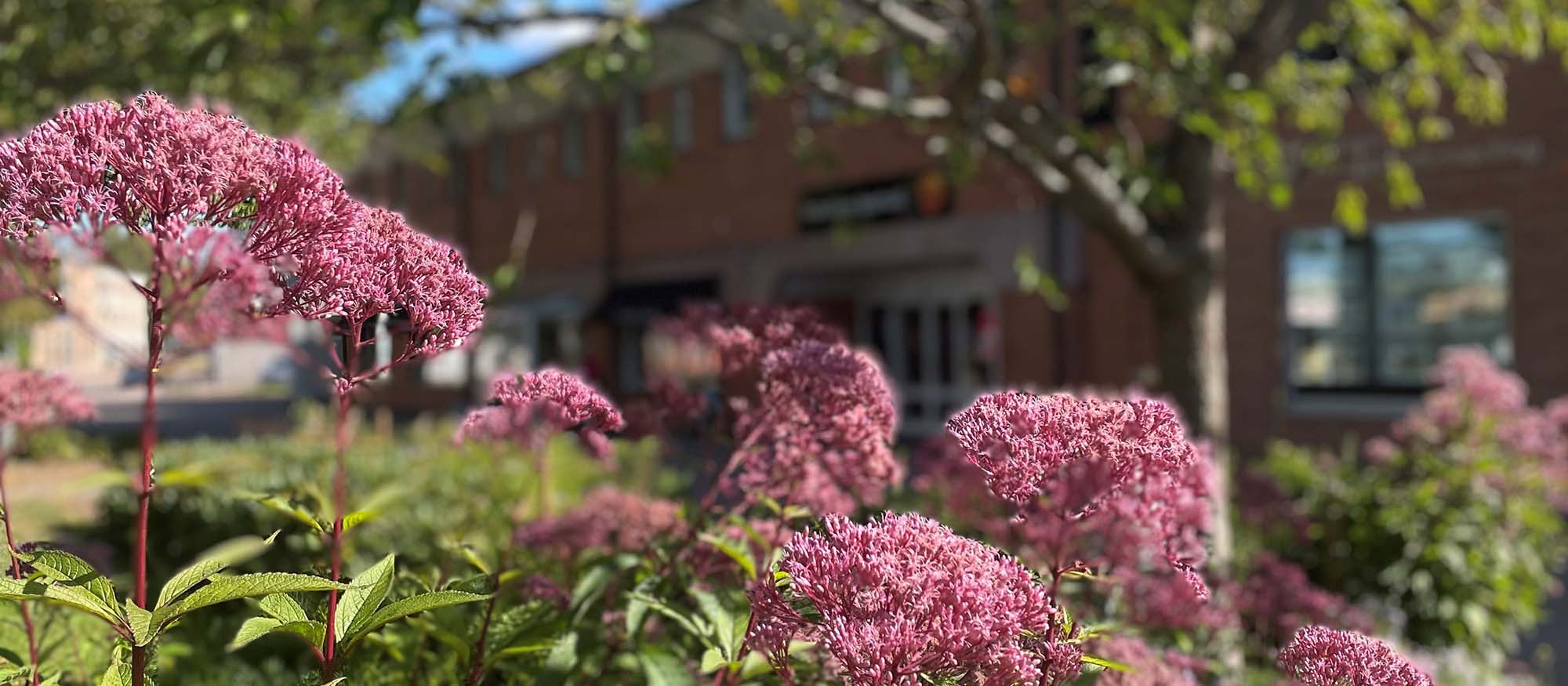 Fryksdalens Sparbank entré från Storgatan med blommor i förgrunden. 